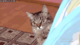 catbye